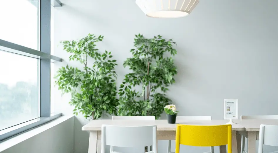 plants in living room with white wall